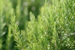 Weleda Man Aftershave Balsem -Verzorgingsproductenwinkel 1200x800 70